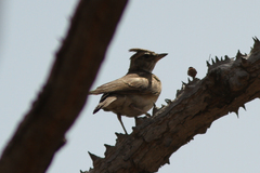 Galerida modesta