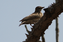Galerida modesta