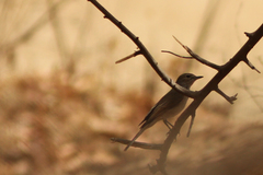 Phoenicurus phoenicurus