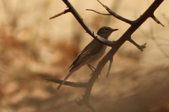 Phoenicurus phoenicurus