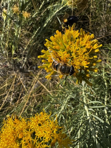 Unknown species found near Grand Teton National Park, Moran, WY, US