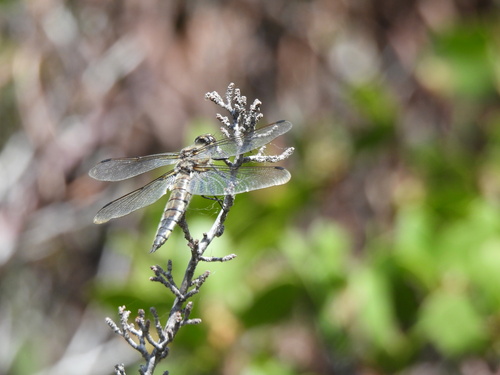 iNaturalist observation photo of Four-spotted Skimmer