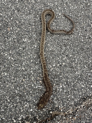Gopher Snake