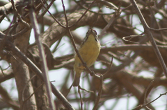 Pogoniulus chrysoconus