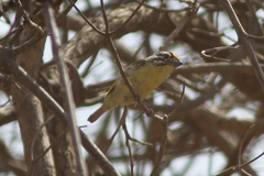 Pogoniulus chrysoconus