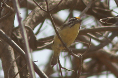 Pogoniulus chrysoconus