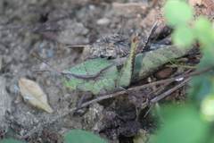 Xyleus discoideus mexicanus