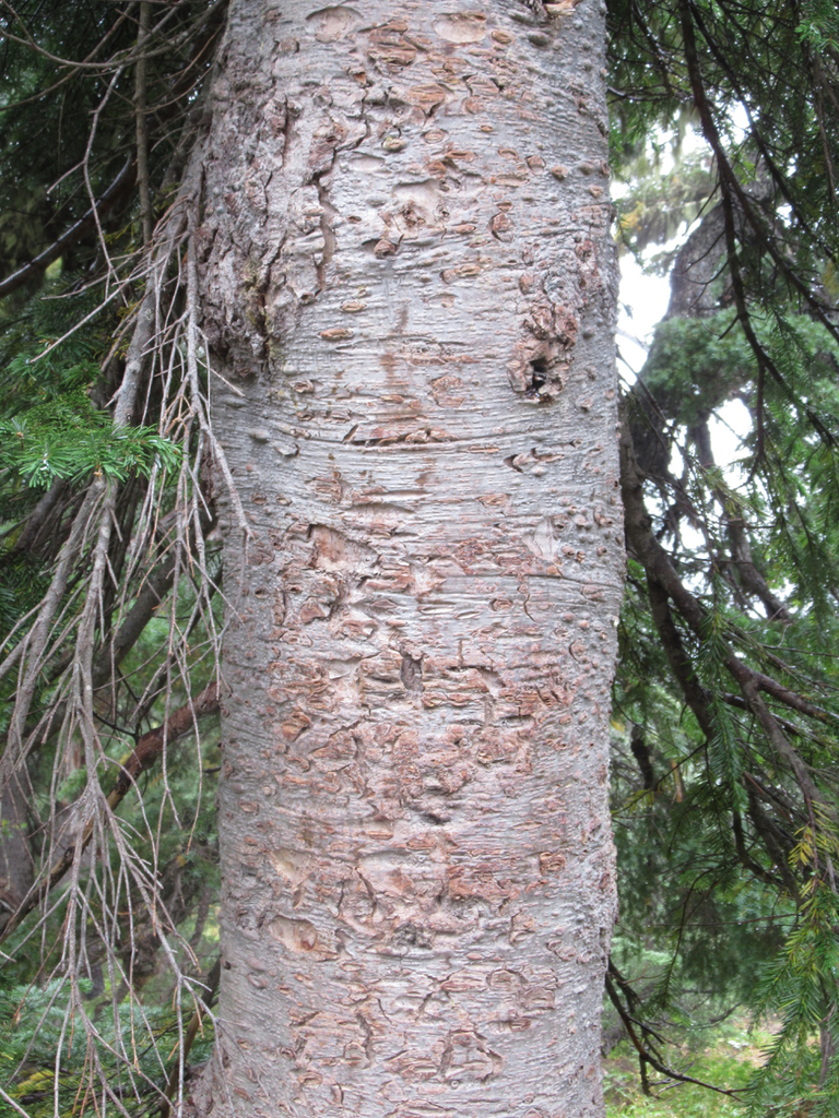 Pacific silver fir (Handbook for the Native Trees of Oregon) · iNaturalist