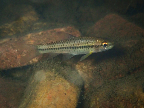 Grootoog-barbeel (Enteromius macrops) — Cyprinidae