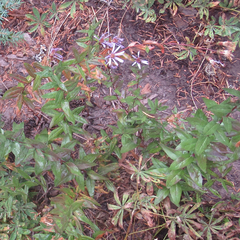 Eucephalus ledophyllus ledophyllus