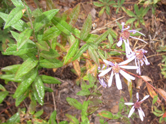 Eucephalus ledophyllus ledophyllus
