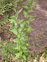 Eucephalus ledophyllus ledophyllus