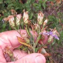 Eucephalus ledophyllus ledophyllus