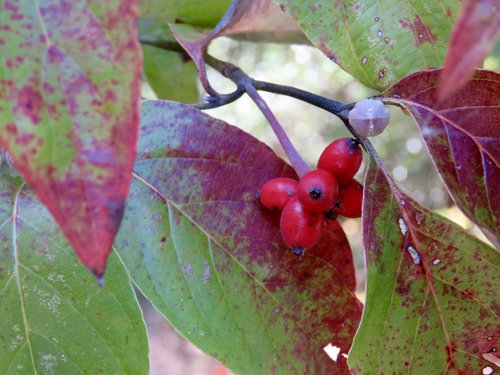 Cornus florida