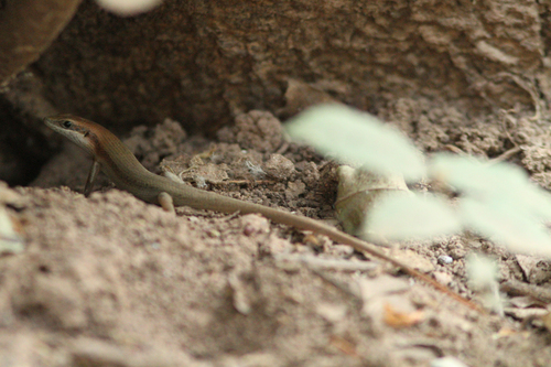 Senegal Mabuya, Trachylepis affinis