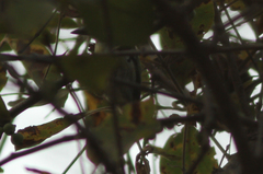 Pogoniulus bilineatus