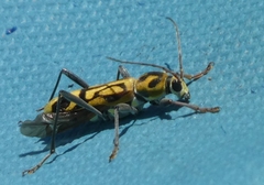 Chlorophorus annularis