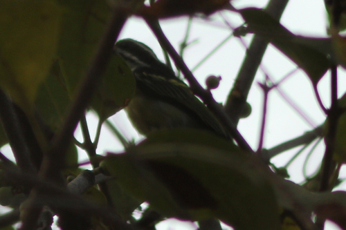 Yellow-rumped Tinkerbird (Pogoniulus bilineatus), photo 6