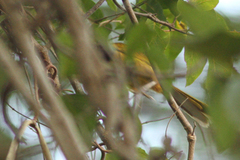 Hypergerus atriceps