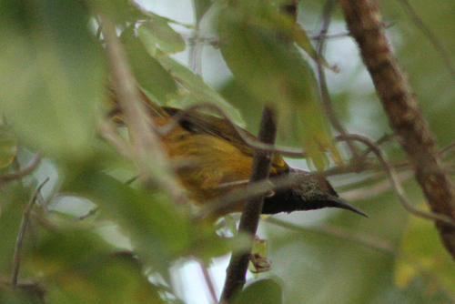Oriole Warbler (Hypergerus atriceps), photo 8