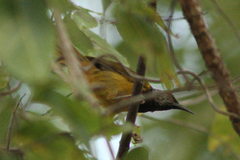 Hypergerus atriceps