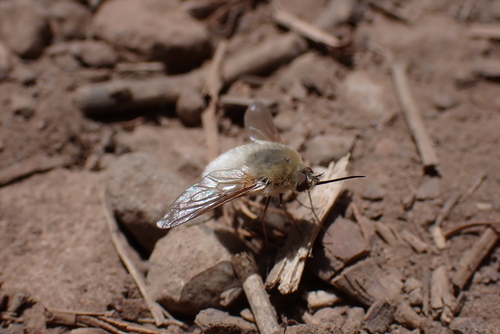 iNaturalist observation photo of Woolly Bee Flies