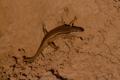 Heremites septemtaeniatus