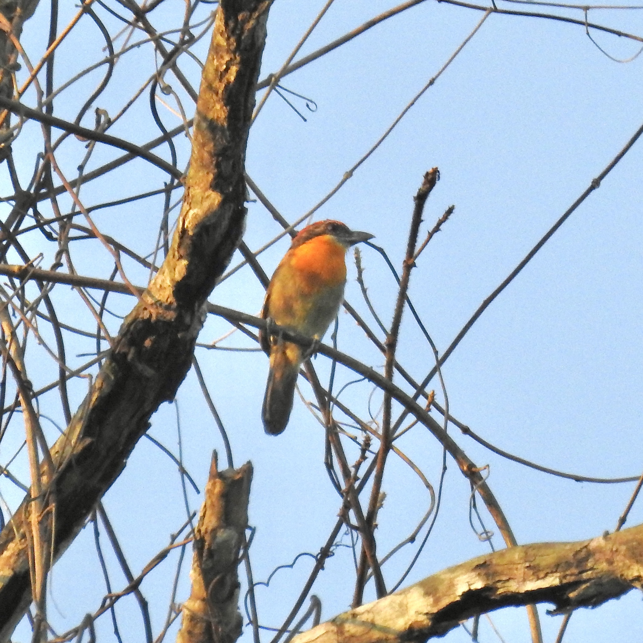 Scarlet-crowned Barbet (Capito aurovirens), photo 6