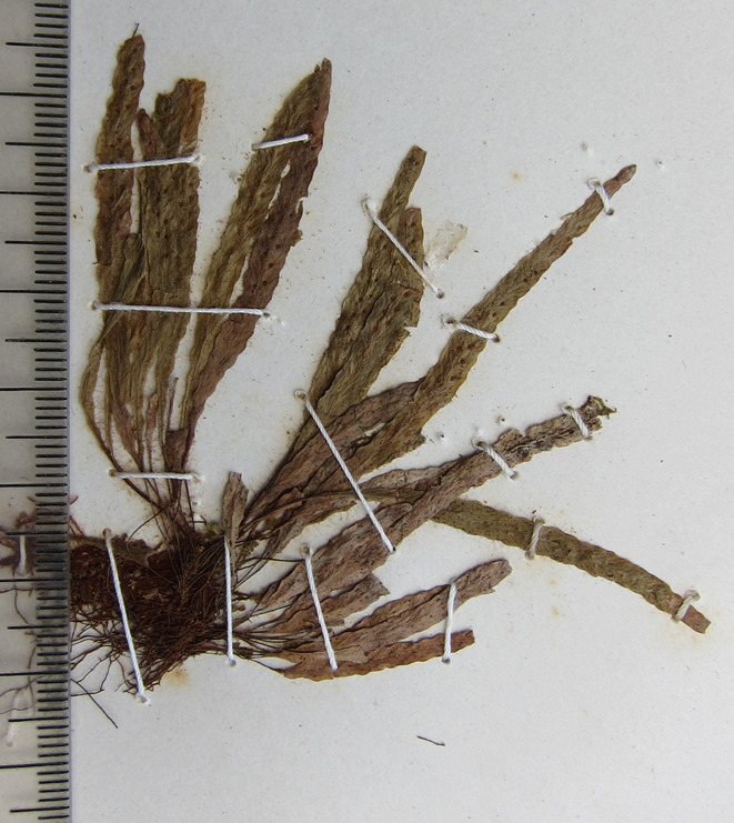 Oreogrammitis oblanceolata