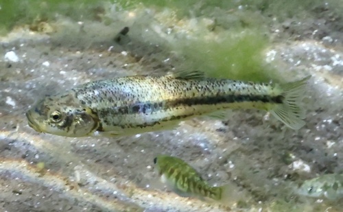 Desert Speckled Dace