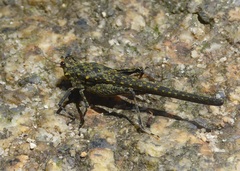 Scelimena gombakensis