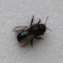 Osmia lignaria lignaria