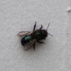 Osmia lignaria lignaria