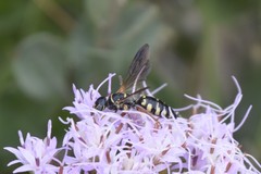 Myzinum carolinianum