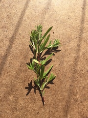 Polygonum paronychia