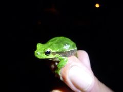Hyla sarda