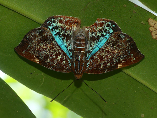 Periplacis splendida
