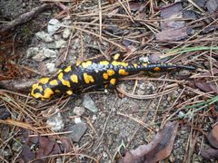 Salamandra corsica
