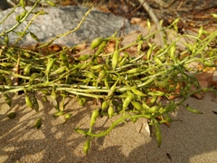Cakile maritima baltica