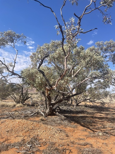 Red Mallee