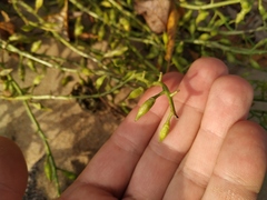 Cakile maritima baltica