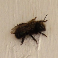 Osmia lignaria lignaria