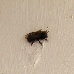 Osmia lignaria lignaria