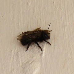 Osmia lignaria lignaria