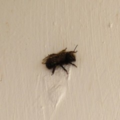 Osmia lignaria lignaria
