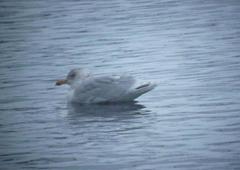 Larus argentatus × hyperboreus