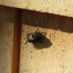 Osmia lignaria lignaria