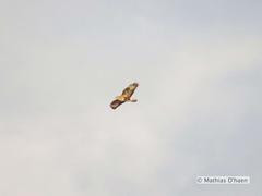 Buteo buteo rothschildi