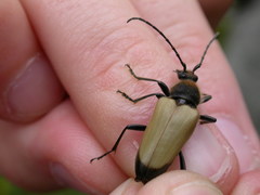 Trigonarthris