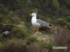 Larus michahellis atlantis